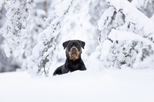 kuvakipinä karu paljaspää