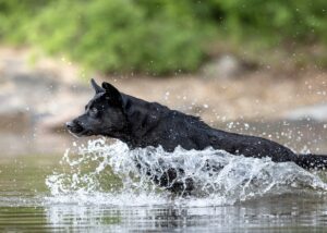 kuvakipina lemmikkikuvaus koira juoksee veteen