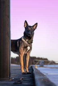 kuvakipina lemmikkikuvaus malinois koira laiturilla