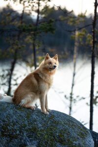 kuvakipina lemmikkikuvaus suomenpystykorva istuu kivellä