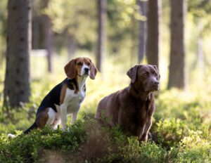 kuvakipina lemmikkikuvaus koirakaverukset metsassa